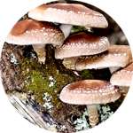 Одним из компонентов капель Алконоль от алкоголизма являются грибы шиитаке