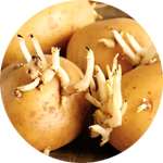 Побеги картофеля - один из компонентов средства Папидерм от папиллом и бородавок