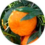 Экстракт горького апельсина содержится в составе капсул Липоксин