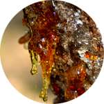 Кора и смола лиственницы - один из компонентов препарата Рекардио от гипертонии
