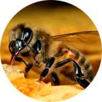 Пчелиный яд и пантовый концентрат содержатся в каплях Гипериум