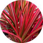 Красная пальма содержится в креме Биорецин