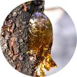 Смола дерева суги содержится в препарате Орихиро